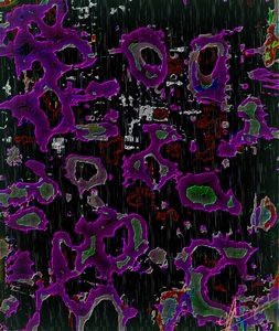What Sharon Graffia Stole