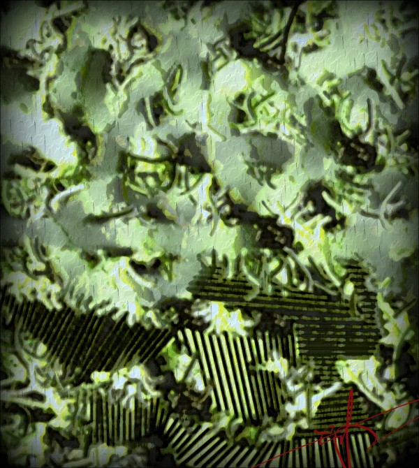 Moonflowers Print