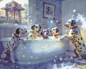  A family of Dalmatians in Winter Garden Florida