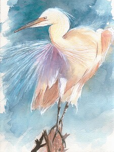 An Egret facing the wind