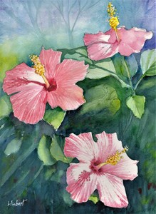 Hibiscus flowers