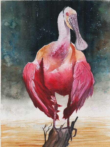 A Roseate Spoonbill in Florida proudly perched in the Florida Everglades  Print