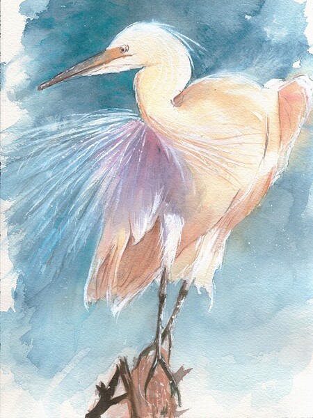 An Egret facing the wind  Print