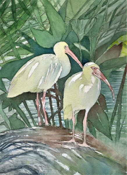 Florida Ibis Birds  Print