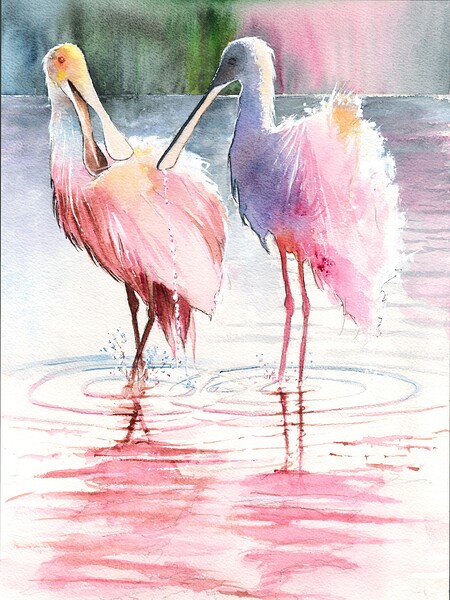 Spoonbills in Florida  Print