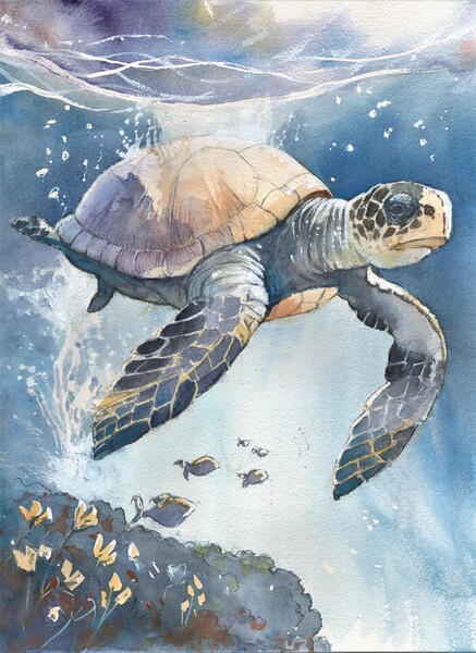 Sea Turtle - Florida  Print