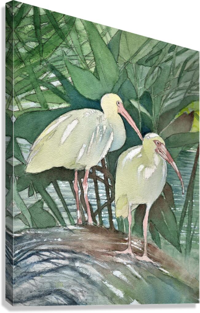 Florida Ibis Birds  Canvas Print