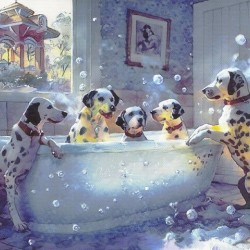  A family of Dalmatians in Winter Garden Florida