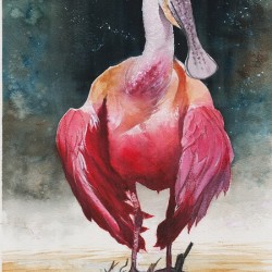 A Roseate Spoonbill in Florida proudly perched in the Florida Everglades