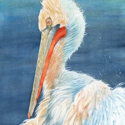 A Florida Pelican