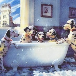  Dalmatians enjoying a bubbly bath in Celebration