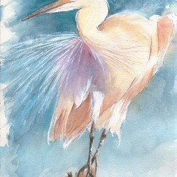An Egret facing the wind