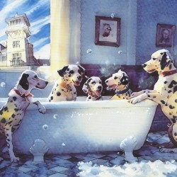  Dalmatians enjoying a bubbly bath in Celebration Florida