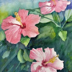 Hibiscus flowers