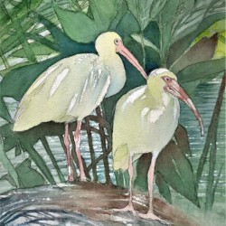 Florida Ibis Birds