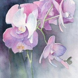 Orchids in purple and grey