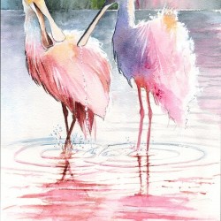 Spoonbills in Florida