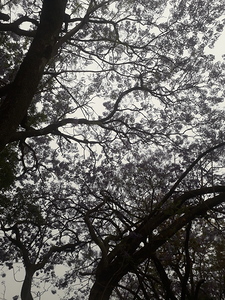 The World Of Trees by Binod Dawadi