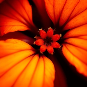 Extreme Macro Photography – Vibrant Orange and Red Flower in Stunning