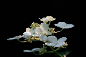 White Hydrangea 2 3 ratio Print