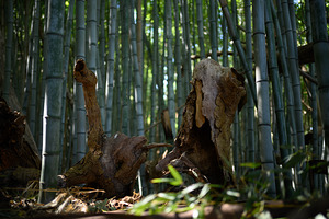 Bamboo Abstract