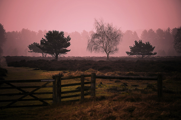 Forest of Red by RawBeltPhotos