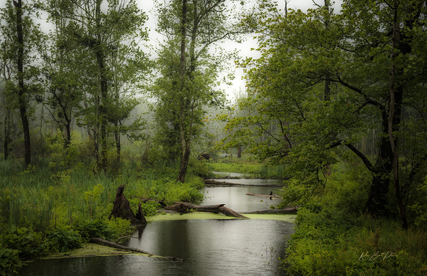 Swampy Yorktown by RawBeltPhotos
