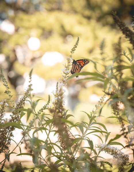 Floating on a Breeze by RawBeltPhotos
