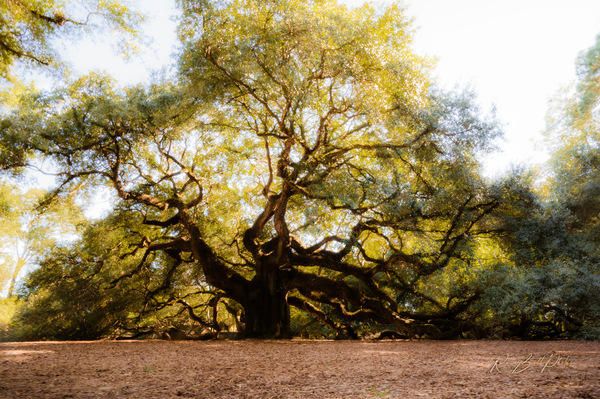 Angel Tree by RawBeltPhotos