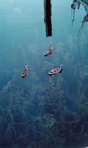 Ducks in the deep