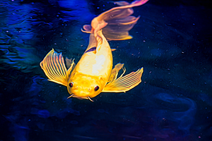 Yellow Koi