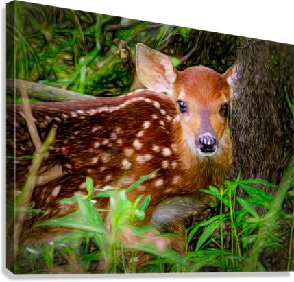 Fawn at Rest Canvas Print