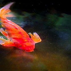 Orange Koi