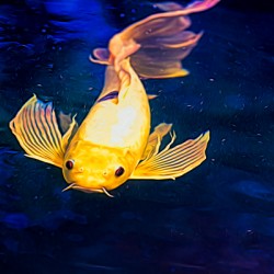 Yellow Koi