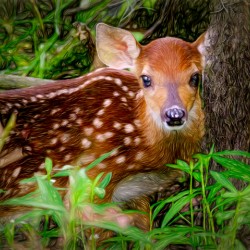Fawn at Rest