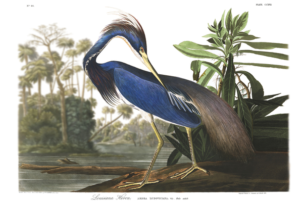 24x36 lou heron Print