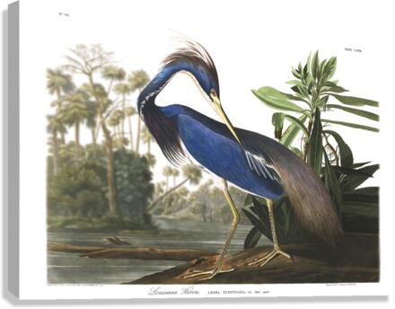 24x36 lou heron Canvas Print
