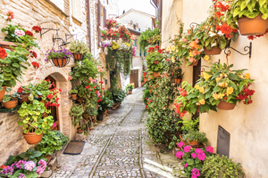 Flowers in ancient street located in Spello village. Umbria Regi