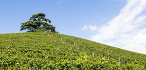 Panoramic countryside in Piedmont region Italy. Scenic vineyard