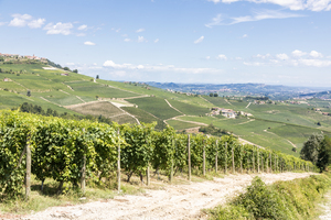 Panoramic countryside in Piedmont region Italy. Scenic vineyard