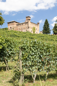 Vineyard in Piedmont Region Italy with Grinzane Cavour castle 