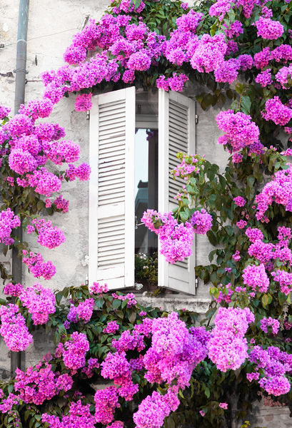 Blooming bouganville flower in summer season Print