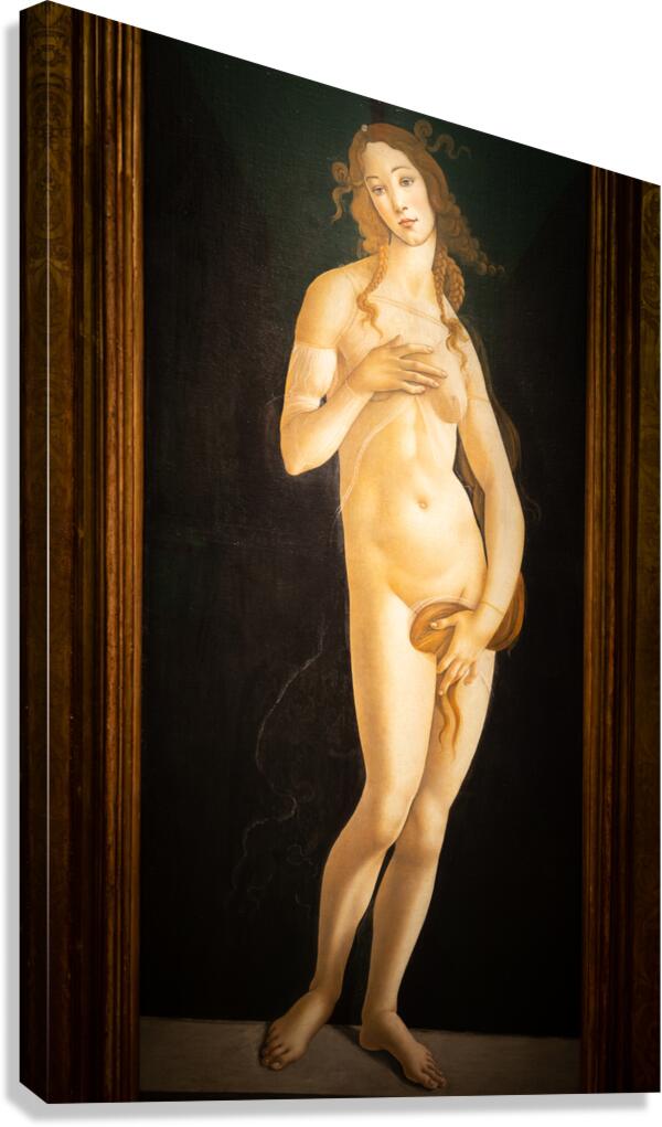 The painting of Venus by Sandro Botticelli oil on canvas 1490 Canvas Print