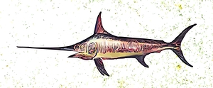 Swordfish