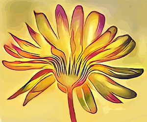 Calendula