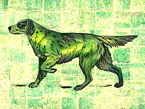 Setter Dog