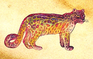 Snow leopard