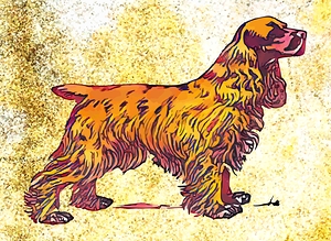 cocker spaniel dog
