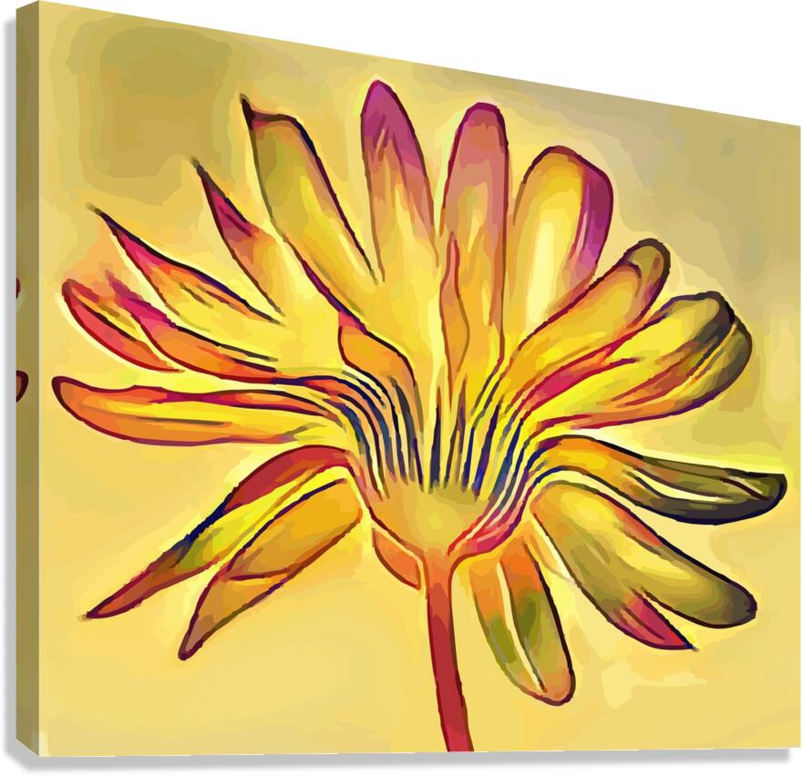 Calendula Canvas Print
