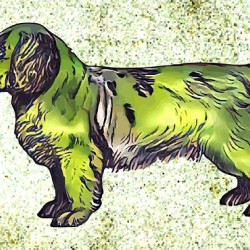 Clumber Spaniel dog